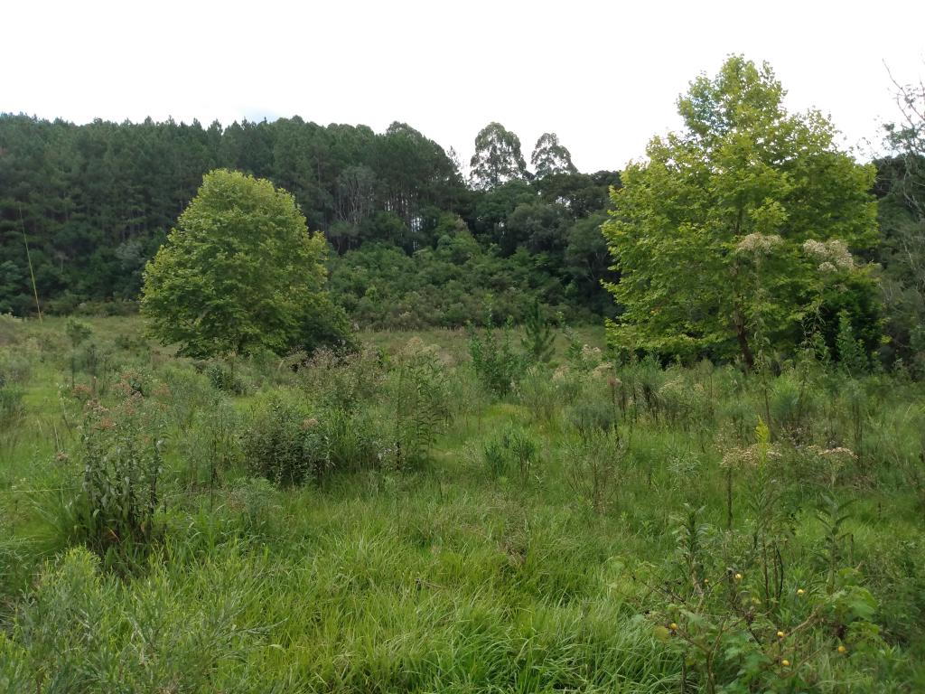 ÁREA DE TERRAS - ART1211954