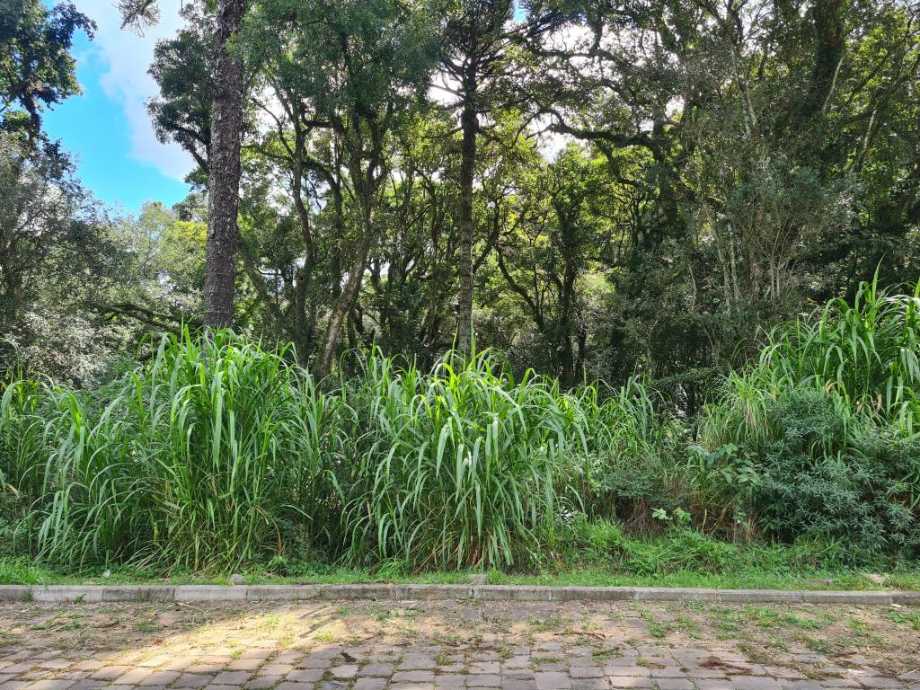 TERRENO - TER1211974