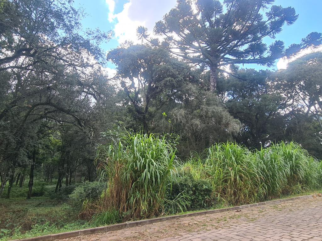 TERRENO - TER1211976